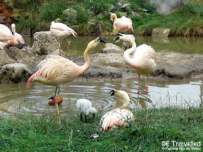 Hilvarenbeek - Safaripark Beekse Bergen - Flamingo's