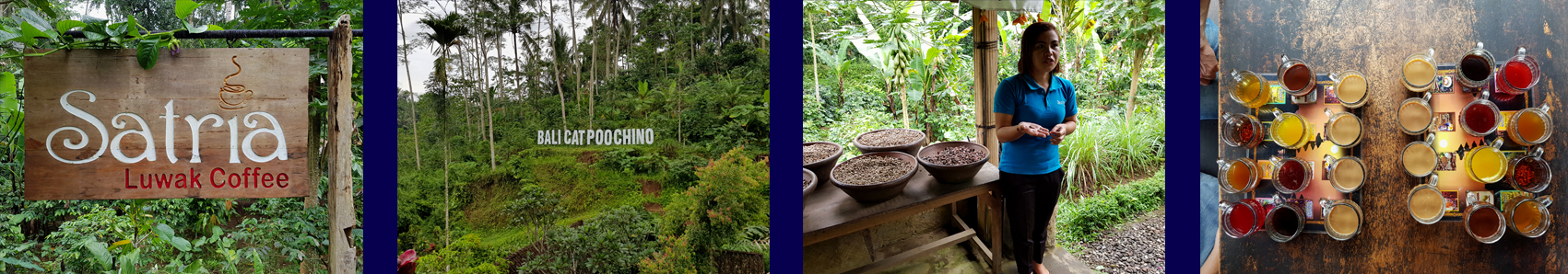 Uitgelichte Foto - Banjar - Satria Luwak Koffieplantage