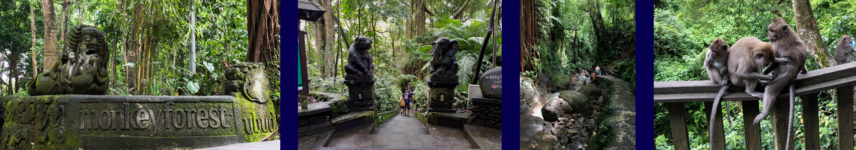 Uitgelichte Foto - Bali - Ubud - Monkey Forest